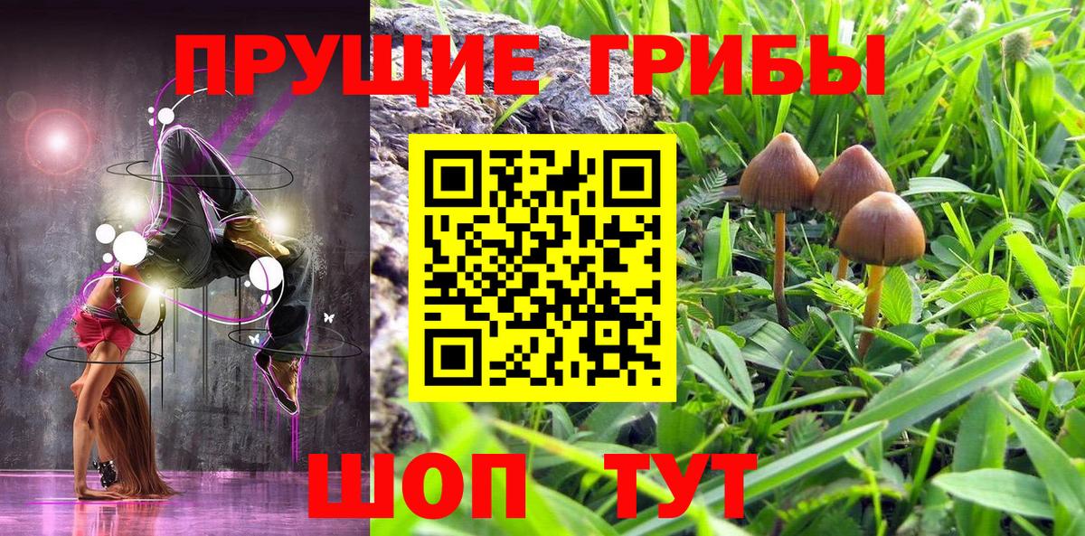 Сунжа  Галлюциногенные грибы Psilocybe  Вход с VPN 